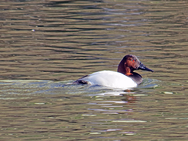 Canvasback by Kevin Burke